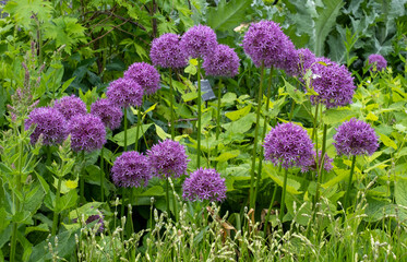 Allium giganteum flower heads, also called a giant onion Allium. The flowers bloom in the early...