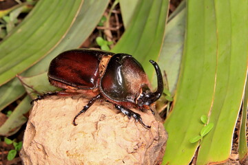 bug on a stone