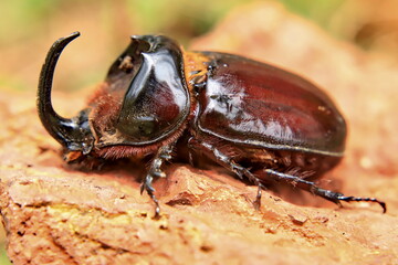 closeup of rhinoceros beetle 