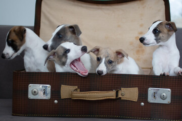Whippet Welpen im Koffer