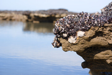 rock formations on a beach covered in mollusks
