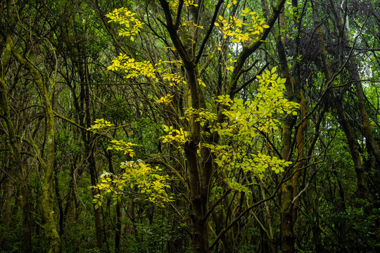 A tree of a different type between others.