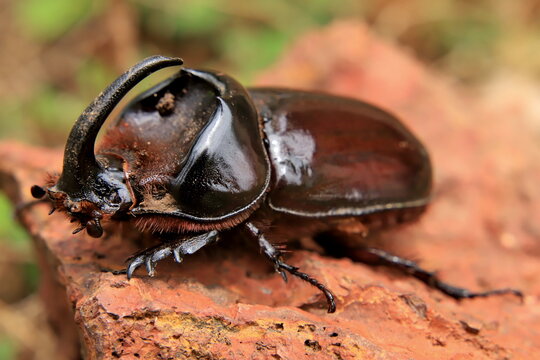 Rhinoceros Beetle 