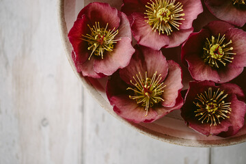 Hellebore flowers floating on water