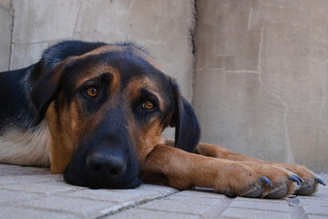 close-up of a dog's face with sweet and sad look