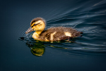 duckling in the water - obrazy, fototapety, plakaty