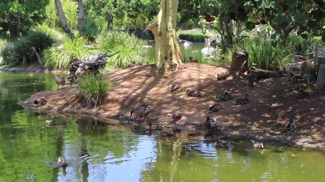 Ducks on a Pond Island while some Ducks are creating Ripples in the Water