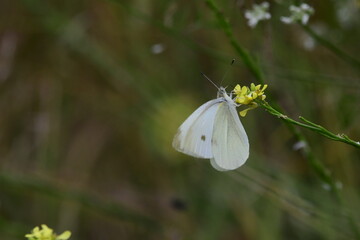 MARIPOSA