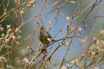 PÁJAROS
