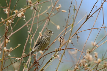 PÁJAROS