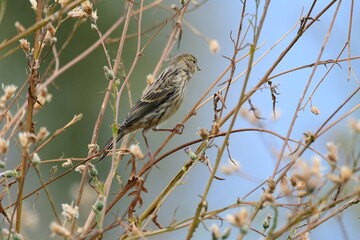 PÁJAROS