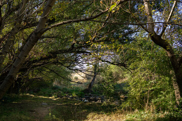 Fototapeta premium group of trees generating a beautiful shadow landscape