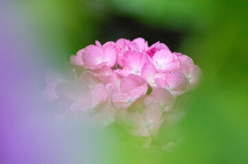 梅雨の時期に鮮やかな色の花を咲かせて楽しませてくれる紫陽花。雨上りの水滴が残る花びらをマクロレンズでクローズアップ。ピンクの紫陽花の花言葉は「元気な女性」「強い愛情」