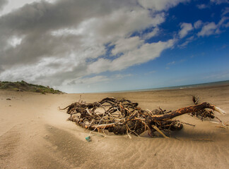 Fototapeta na wymiar tree stump throws on the shore of a beach of Pehuen Co in Argentina