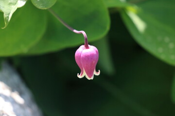 Botanical Garden Flowers Blooms Petals