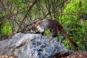 Coatí