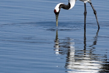 水面に映るタンチョウ