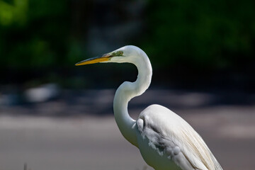 The Great Egret