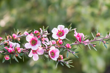 Obraz premium detail of pink New Zealand tea tree flowers in bloom with blurred background and copy space