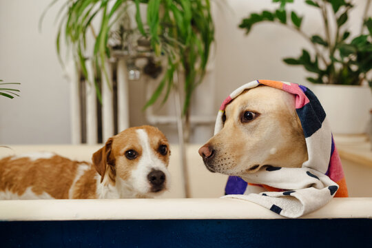 Dogs Getting Washed 