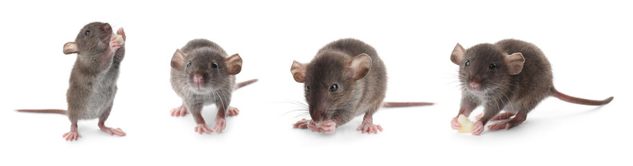 Set of cute little rats on white background. Banner design