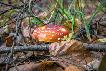 poisonous red mushroom fly agaric in the mixed autumn forest