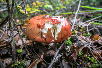 mushrooms in the autumn forest.edible healthy russula mushroom