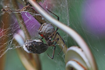 Brown Widow Spider catches a ladybug. Not as poisonous as a Black Widow bite, but the bite is painful and may be dangerous to small children and pets.