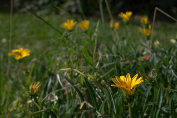 closeup of yellow flower among green grasses and other similar flowers out of focus in the background