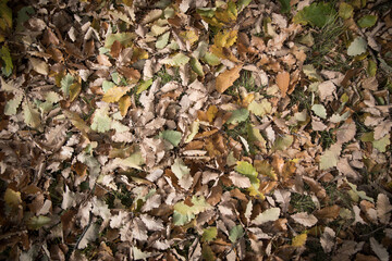 Autumn