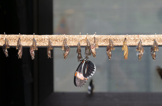 Chrysalis hanging of a butterfly farm