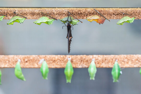Chrysalis hanging of a butterfly farm