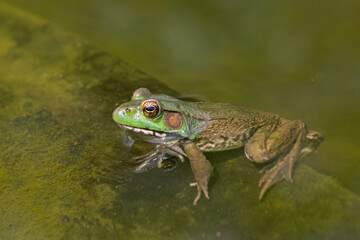 Northern Green Frog