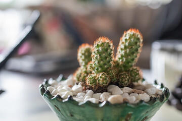 Potted plants in stylish house