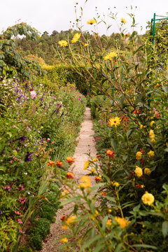 A garden path through a row of flowers