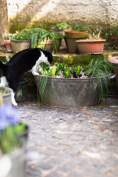 Gardener cat