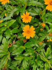 yellow flowers in the garden