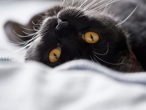 Black and white kitten laying on the bed.