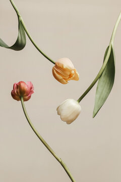 Naklejki Three tulips