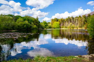 Fototapeta na wymiar lake and forest in co down, northern ireland