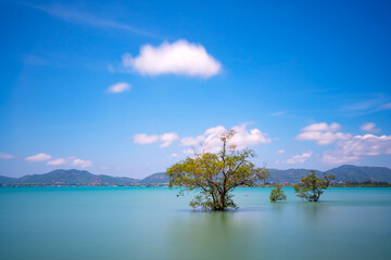 Long exposure image of Mangrove trees in the sea at phuket island in Summer season beautiful blue sky background at Phuket Thailand Amazing nature view seascape.