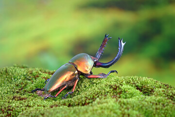 Sawtooth beetle (Lamprima adolphinae) is a species of stag beetle in Lucanidae family found on New...