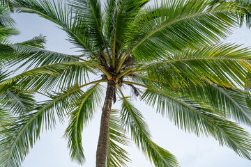 Fototapeta premium Summer season background amazing Coconut palm trees Beautiful natural tropical background beautiful nature or travel website background.