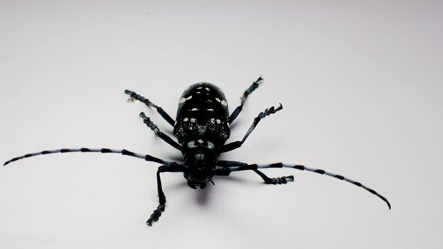 Tokyo,Japan-June 16, 2021: Closeup of Asian long-horned beetle or starry sky or sky beetle on white background
