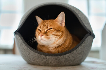 Domesticated cat lying in covered bed