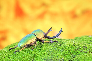 Sawtooth beetle (Lamprima adolphinae) is a species of stag beetle in Lucanidae family found on New...