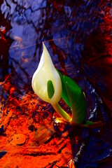 水芭蕉群生地