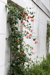 An exterior wall of a house with climbing trumpet honeysuckle - obrazy, fototapety, plakaty
