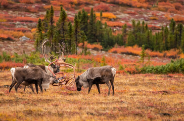 Caribou Sparring In Arctic Tundra