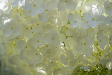白色紫陽花の逆光クローズアップ